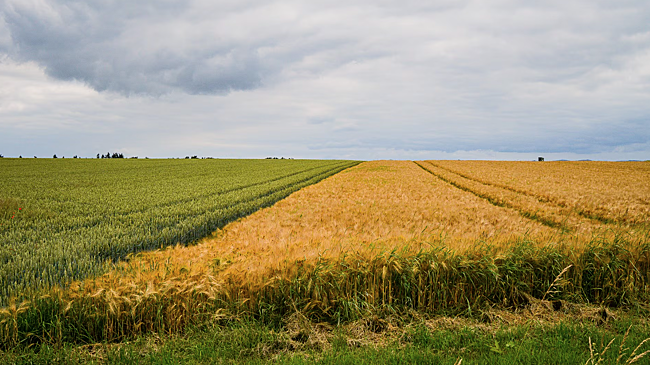 В Новосибирской области восстановят плодородие почти 300 гектаров сельхозземель