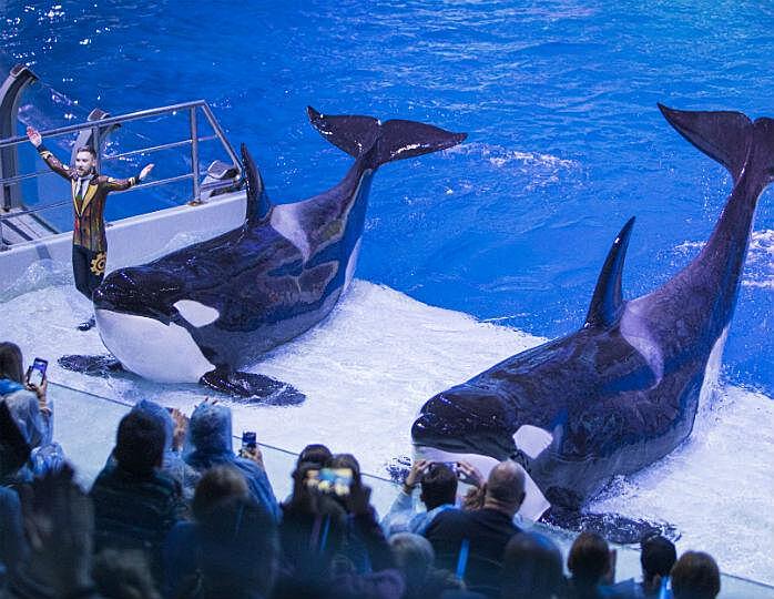 Дельфины, косатки и пять Дедов Морозов: звезды оценили новогодний мюзикл в «Москвариуме»