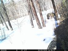Медведь «отключил» фотоловушку в заповеднике