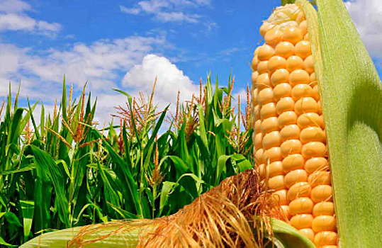 Иран выразил заинтересованность в кукурузе, растительном масле и пшенице из России