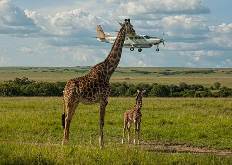Либо это безумно огромный жираф и крошечный самолет, либо здесь есть какая-то перспектива. Вероятно второе