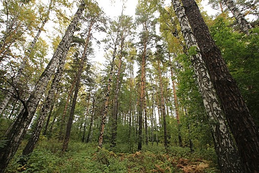 Бастрыкин требует разобраться с незаконной вырубкой леса в Инюшенском бору Новосибирска