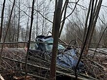 В Калининградской области BMW вылетел в лесополосу из-за выбежавшей косули