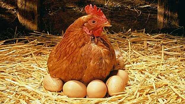 Найдена польза от генетически модифицированных яиц