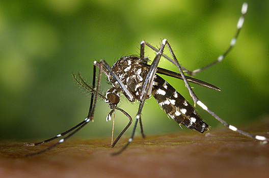 В США используют биологического оружия от комаров
