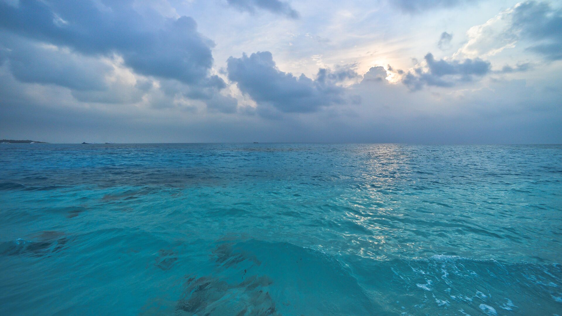 Неизвестного науке кальмара обнаружили на дне Тихого океана