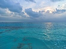 Неизвестного науке кальмара обнаружили на дне Тихого океана