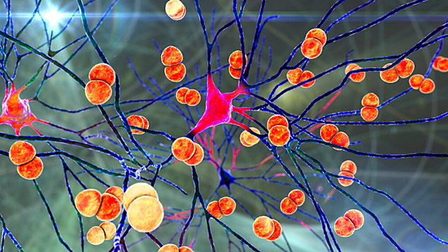 Ученые выяснили как бактерии, вызывающие менингит, проникают в мозг