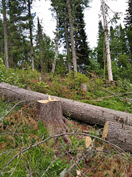 В Красноярском крае полицейские выявили факт незаконной вырубки леса в особо крупном размере