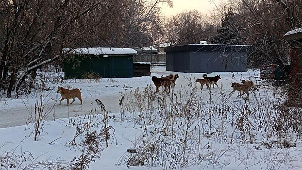 10 миллионов на отлов: в Красноярске будут усыплять бездомных собак