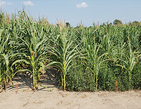 Интенсивное сельское хозяйство превратило растение в сорняк