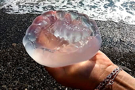 Опаснейшая медуза Черного моря приплыла на пляж Сочи