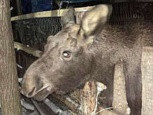 Прокуратура Истры проверит оперслужбы из-за оставленного без помощи лосенка