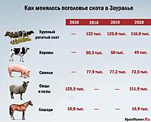 ​«Вместо помощи кабала». Куда утекают миллионы инвестиций в АПК Зауралья