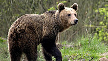 Спасенные медвежата Потап и Настя возвращаются в тайгу