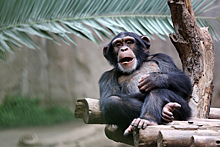 Женщину не пускают в зоопарк из-за "романа" с шимпанзе