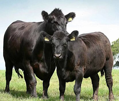 Поголовье мясного скота в Калужской области за десять лет возросло более чем в 40 раз