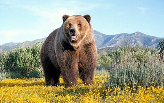 Медведь как загадка России