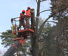 Безопасность или красота. Специалисты борются с деревьями в охранной зоне ЛЭП в Раменском районе