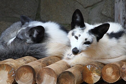 Из Подмосковья в зоопарк Ижевска привезли пять лисят