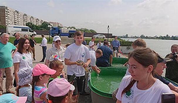 В Кубань выпущены краснокнижные белуга, осетр и севрюга