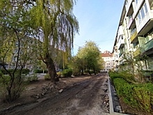 В Калининграде зелёный двор решили закатать в асфальт, жители встали на защиту деревьев