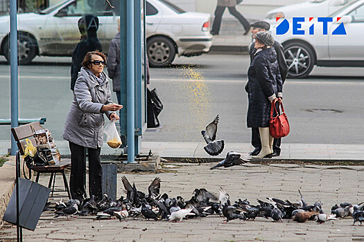 Приморцы организовали кампанию по спасению голубей