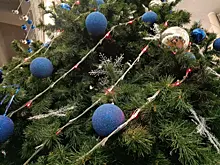 Живая или искусственная: какой вариант новогодней елки более экологичен