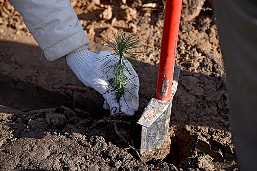 Рослесхоз проверит, как регионы ухаживают за лесом