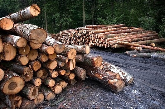 Китай поддерживает все усилия России для развития лесной промышленности, заявили в МИД КНР