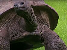 Самому старому животному на Земле исполнился 191 год