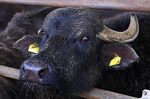 Тема разведения буйволов становится популярной в России