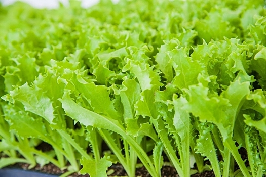 В Волгоградскую область пытались ввезти зараженный трипсом салат-латук