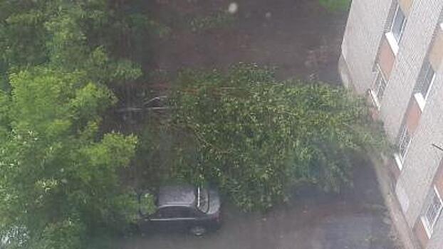 На улице Березовой в Рязани дерево рухнуло на автомобиль