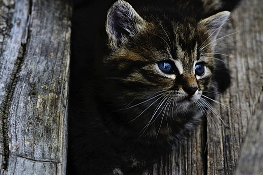 Ульяновские спасатели достали котенка из двухметрового колодца