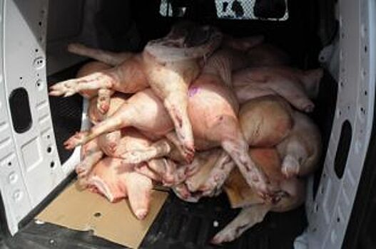 В Оренбургской области за полгода уничтожили более 1 тонны мяса