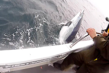Рыбак поймал самую быструю в мире акулу