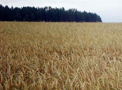 Алтайское зерно поставят в Азербайджан