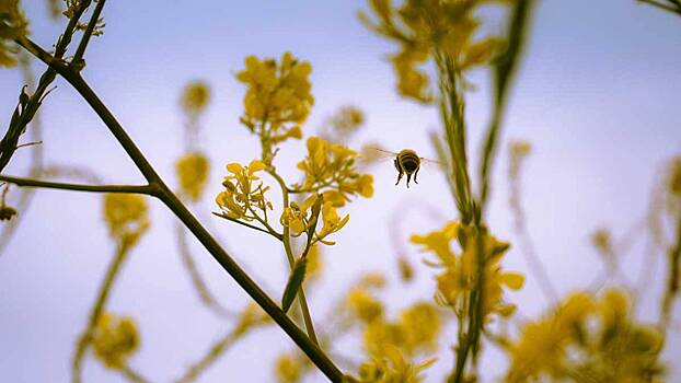 Иммунолог перечислила неожиданные последствия аллергии на пыльцу
