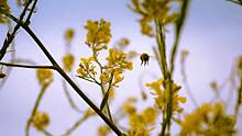 Иммунолог перечислила неожиданные последствия аллергии на пыльцу