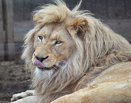 Старейший обитатель Ижевского зоопарка – белый Лев Оскар – празднует 15-летие