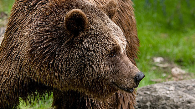 В Камчатском крае подросток погиб от лап медведя