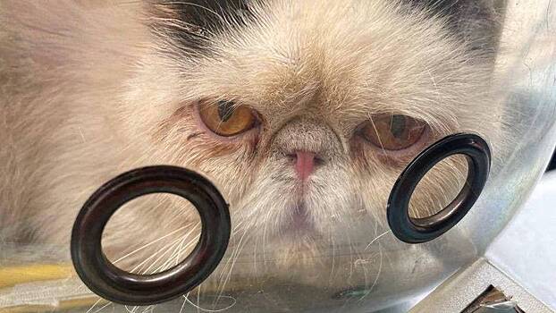 Брошенную кошку нашли в поезде на Ярославском направлении