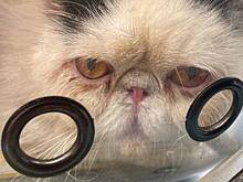 Брошенную кошку нашли в поезде на Ярославском направлении