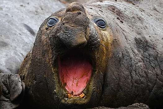 Штамм птичьего гриппа H5 достиг одного из субантарктических островов Австралии