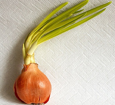 Репчатый лук: в каких случаях он превращается в инфекционную бомбу