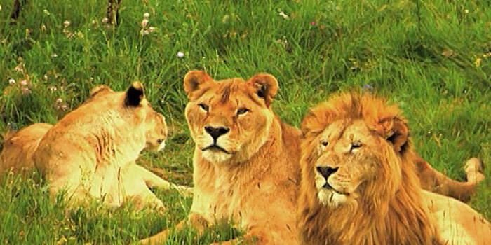 В Танзании львов возьмут под охрану аборигены