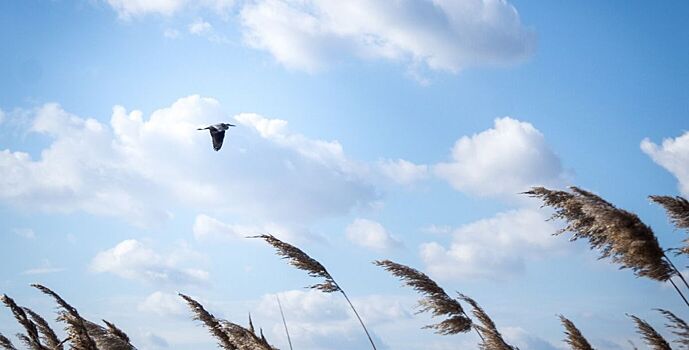 На Дону ожидается облачная погода с прояснениями