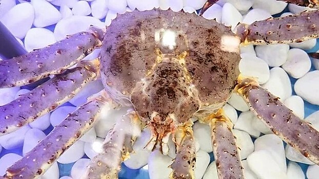 ФСБ выявила незаконную продажу 8 тонн краба в ресторанах Москвы