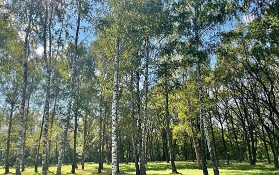 В Курске в парке Дзержинского было посажено 200 молодых деревьев